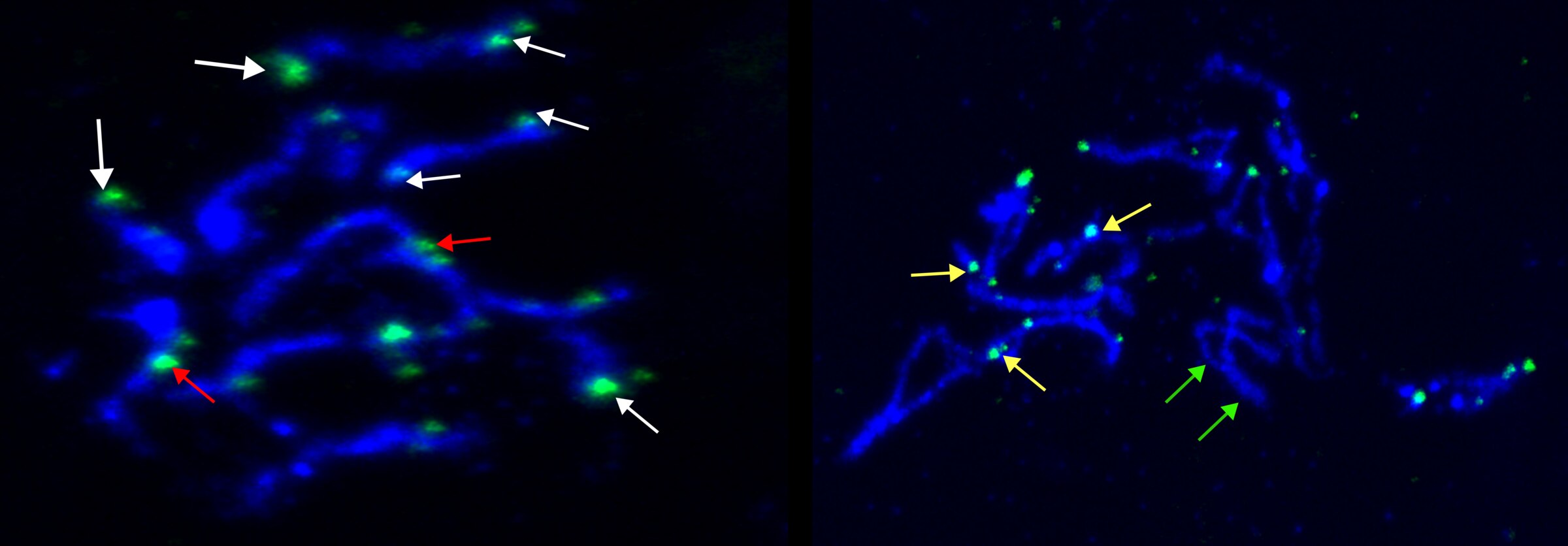 DNA FISH on condensed chromosomes