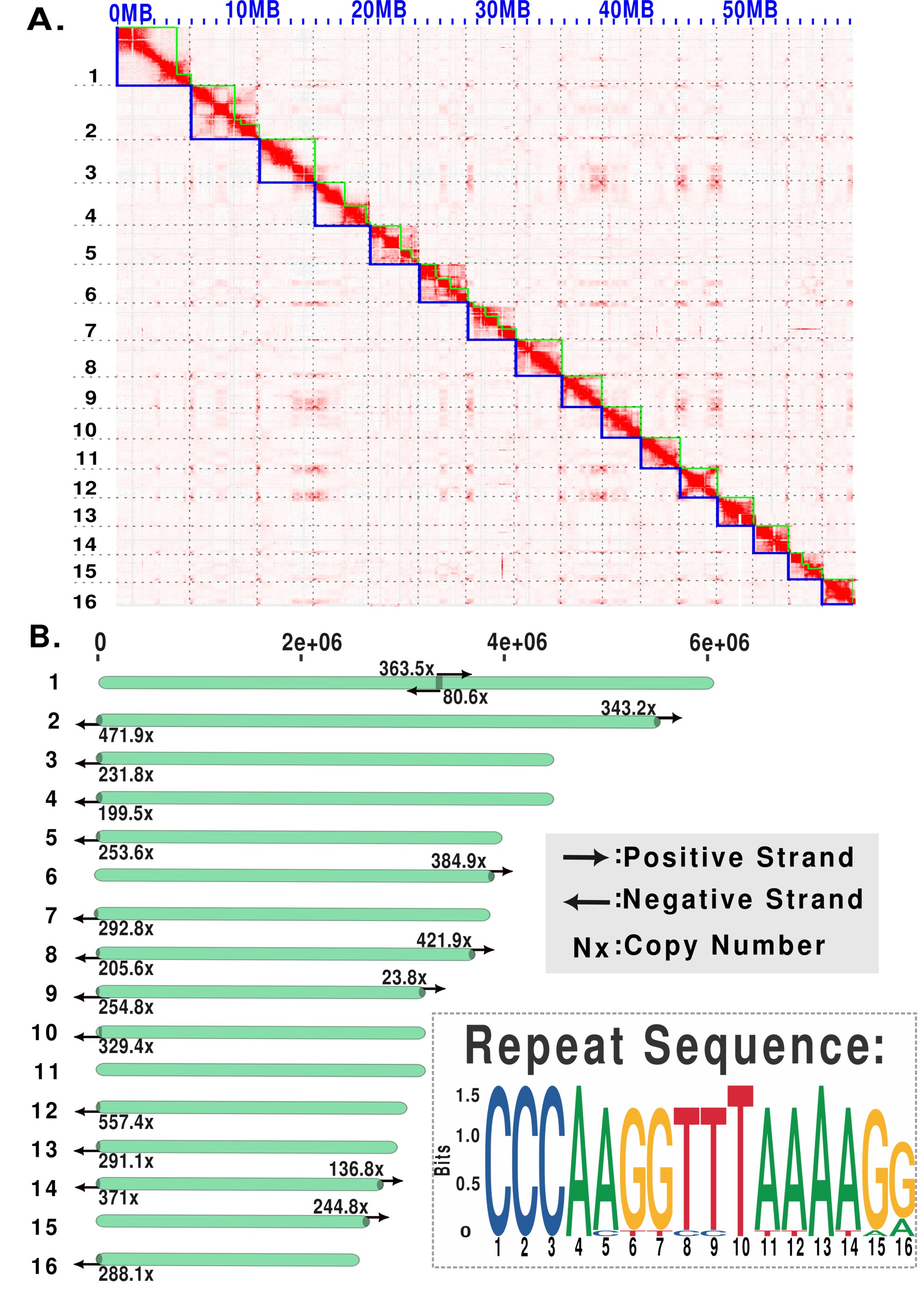 Hi-C contact map and telomere repeat distribution