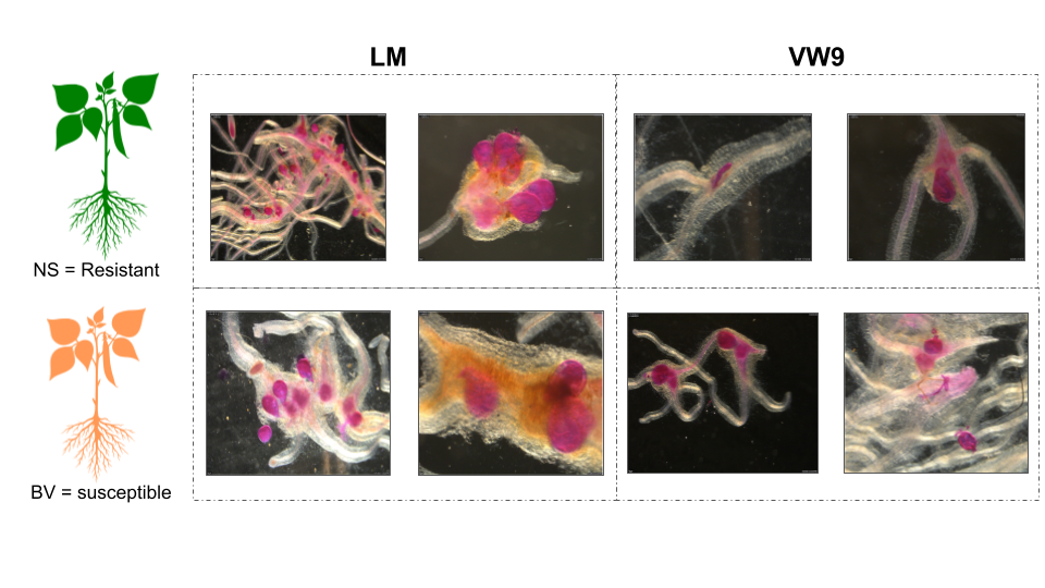 _M hapla_ infection on beans